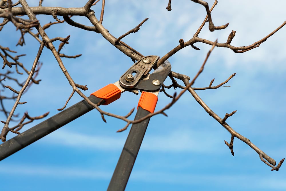 Why Is Pruning Important to Your Northeast Ohio Landscape?